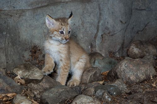 Illustration for article titled ZOMG CANADIAN LYNX TRIPLETS!!! C'EST MIGNON!!!